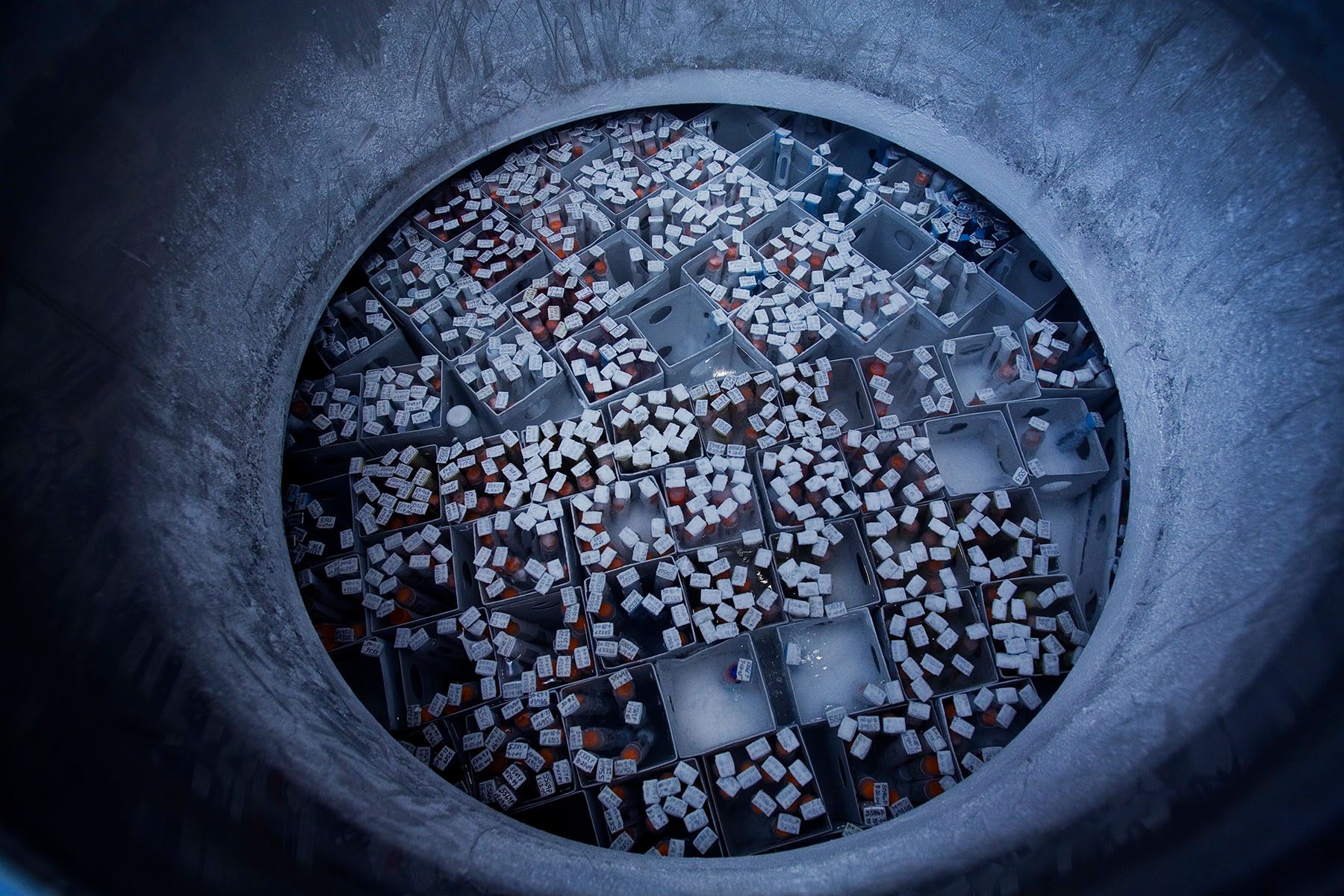 Vials of donor sperm frozen by liquid nitrogen in a holding tank.