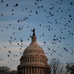 A flock of birds flies near the U.S. Capitol at dusk.