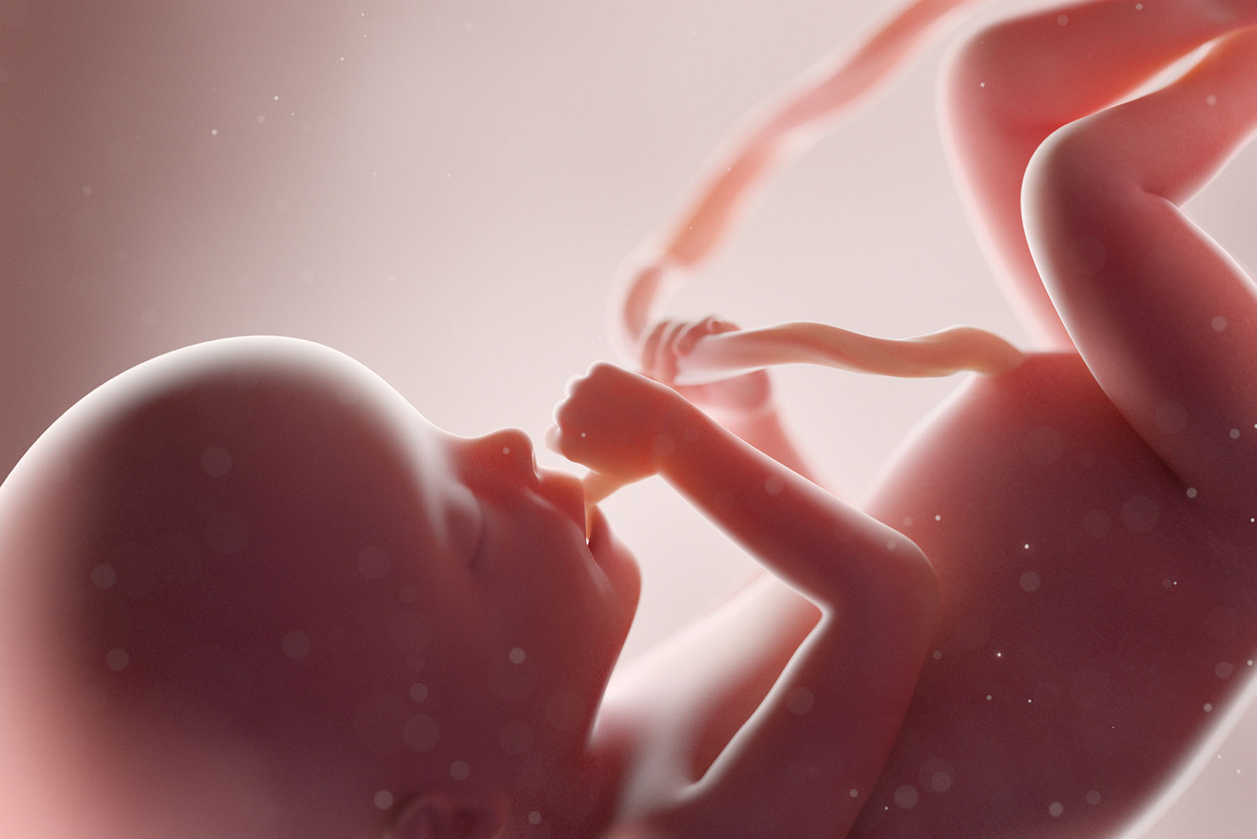 Computer illustration of a fetus at week 20.