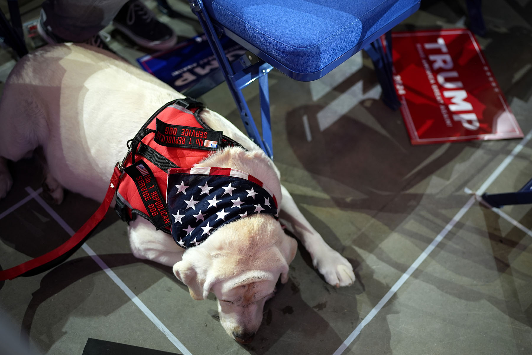 A service dog sits with the Wisconsin delegates at the RNC.