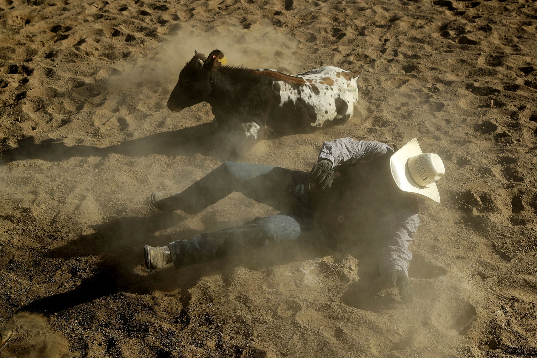 A person gets up out of the dirt after competing in the chute dogging event at the Bighorn Rodeo.