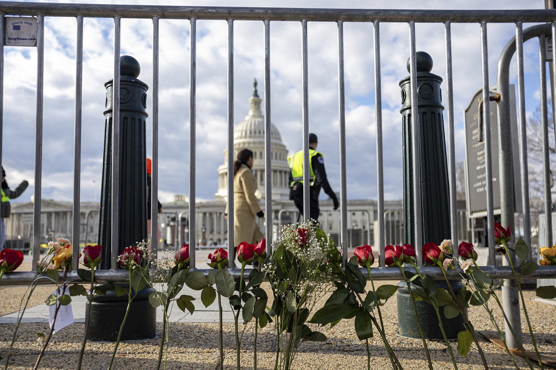 A line of roses lean against a fence with the Capitol building in the background.