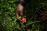 A farmer touches a strawberry on her farm.