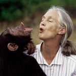 Primatologist Jane Goodall interacts with a chimpanzee in 2009.