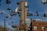 A flock of pigeons flying near a tall apartment building under a clear sky on Chicago’s North Side.