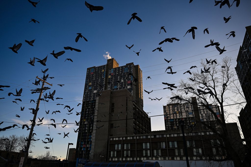 Pigeons take flight against a blue sky and winter landscape of buildings.
