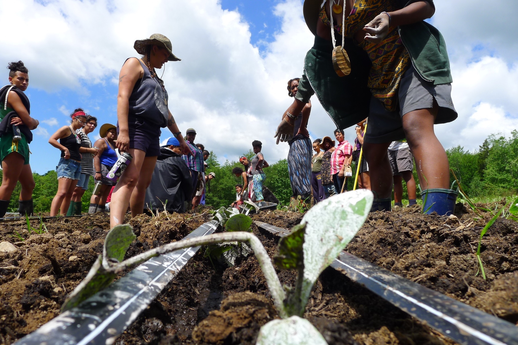 People planting things in the field.