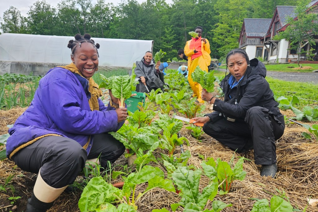 A group of people working with plants in a field.