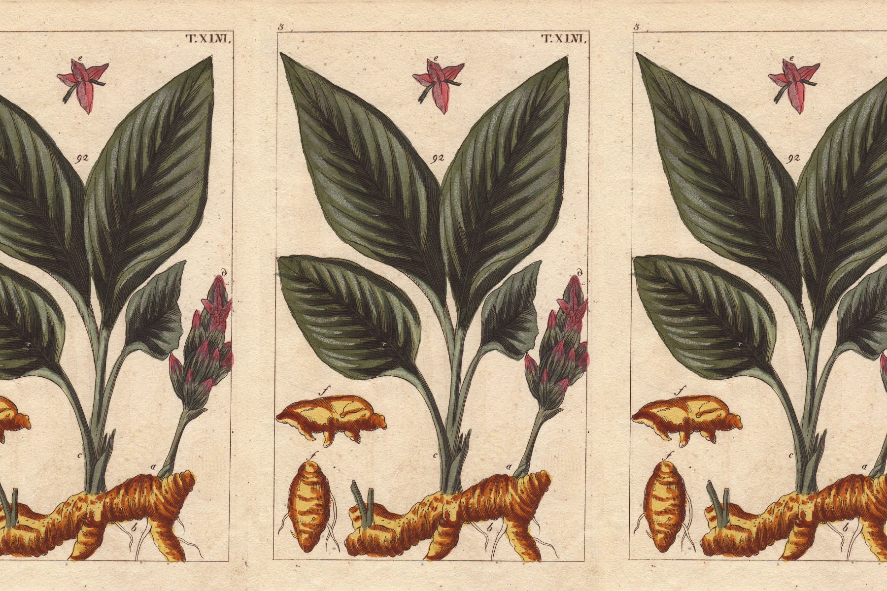 Vintage botanical illustration of a turmeric plant, showing broad green leaves, a red flower spike and orange rhizomes, repeated three times across a cream-colored background.