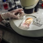 Close-up of embryologist using multi-well culture dish for embryo development