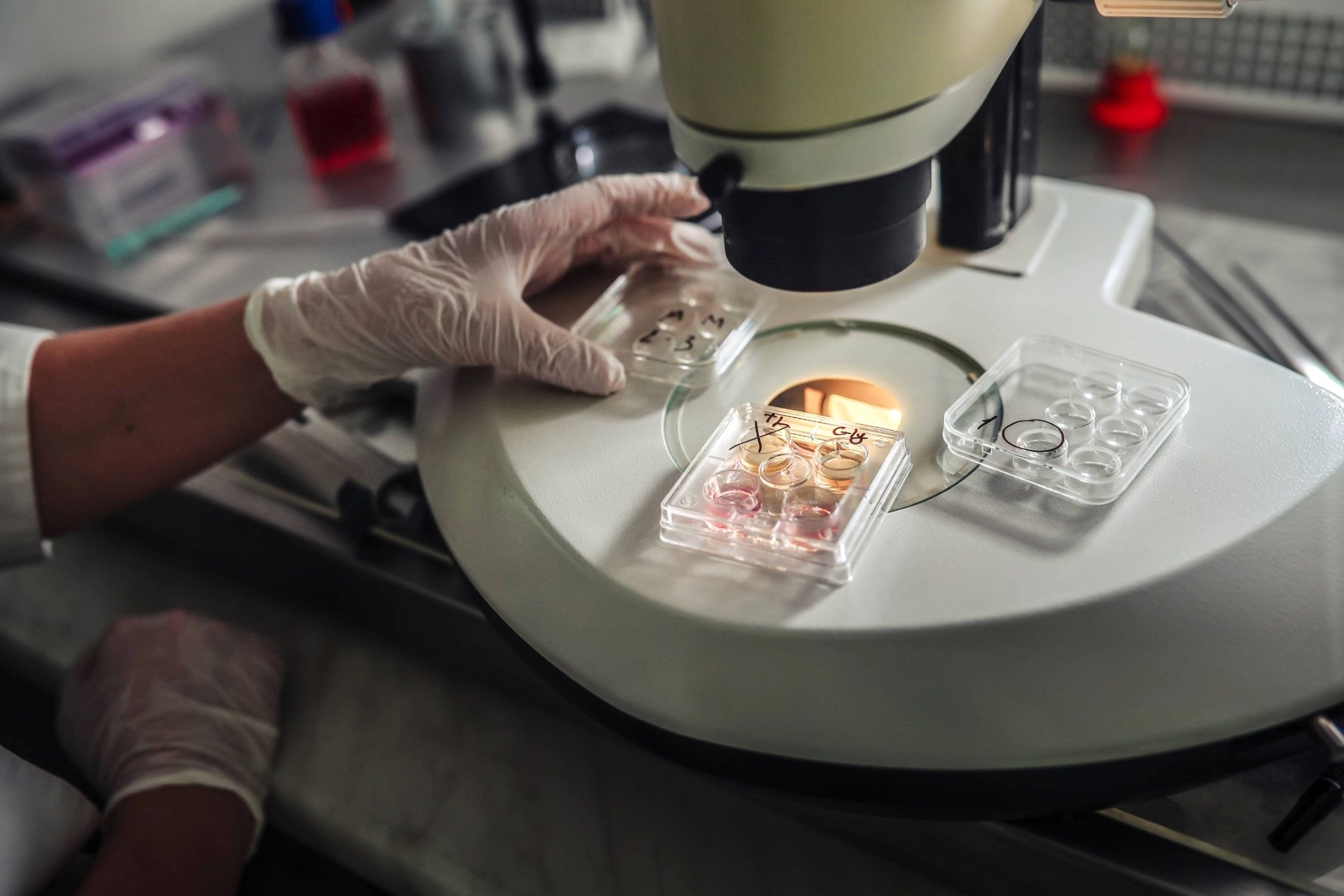 Close-up of embryologist using multi-well culture dish for embryo development