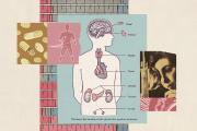A collage illustration of body imagery various hormone-related imagery and gendered symbolism.