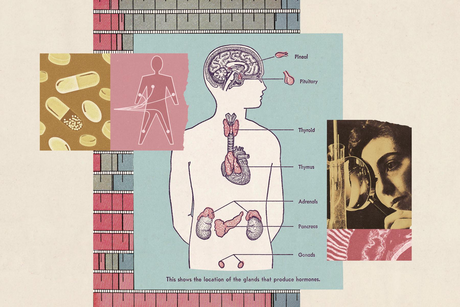 A collage illustration of body imagery various hormone-related imagery and gendered symbolism.
